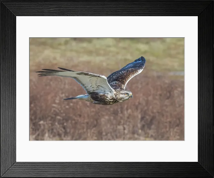 Framed Print : Rough-legged Hawk (Buteo lagopus), Toronto, Ontario, Canada Framed Print : Rough-legged Hawk (Buteo lagopus), Toronto, Ontario, Canada
