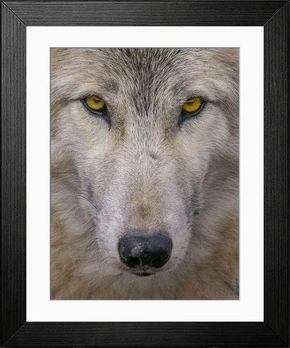 Framed Print : Timber Wolf (Canis lupus) - captive, Ontario, Canada Framed Print : Timber Wolf (Canis lupus) - captive, Ontario, Canada