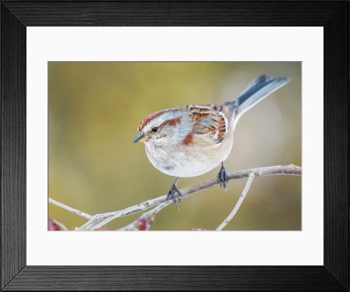Framed Print : American Tree Sparrow (Spizelloides arborea), Thornton, Ontario, Canada Framed Print : American Tree Sparrow (Spizelloides arborea), Thornton, Ontario, Canada