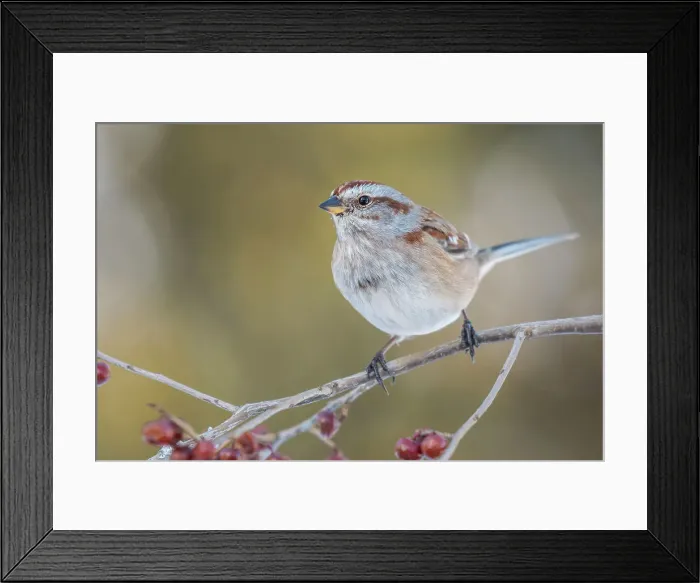 Framed Print : American Tree Sparrow (Spizelloides arborea), Thornton, Ontario, Canada Framed Print : American Tree Sparrow (Spizelloides arborea), Thornton, Ontario, Canada