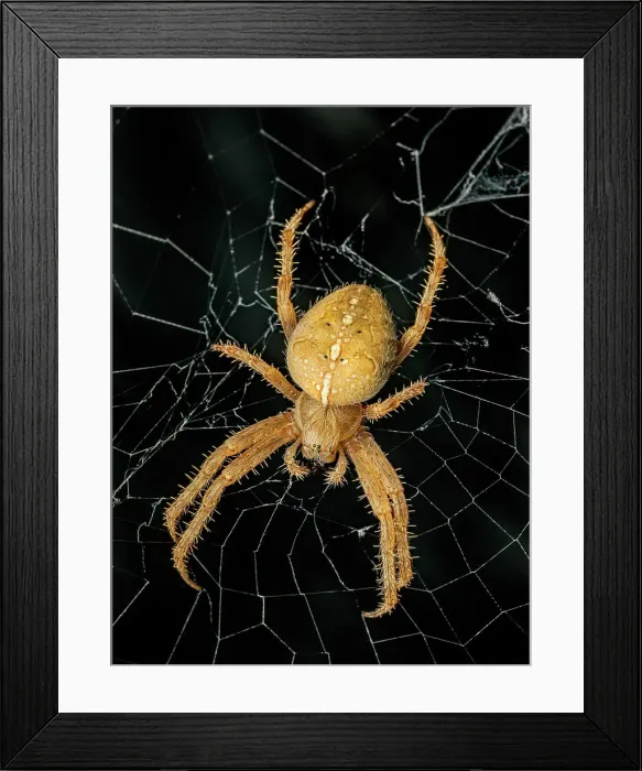 Framed Print : Cross Orb Weaver Spider (Araneus diadematus) Framed Print : Cross Orb Weaver Spider (Araneus diadematus)