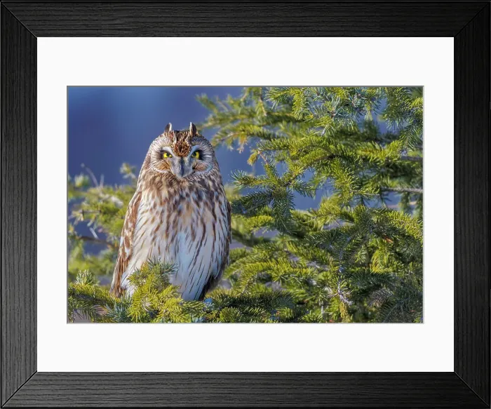 Framed Print : Short-eared Owl (Asio flammeus), Ontario, Canada Framed Print : Short-eared Owl (Asio flammeus), Ontario, Canada