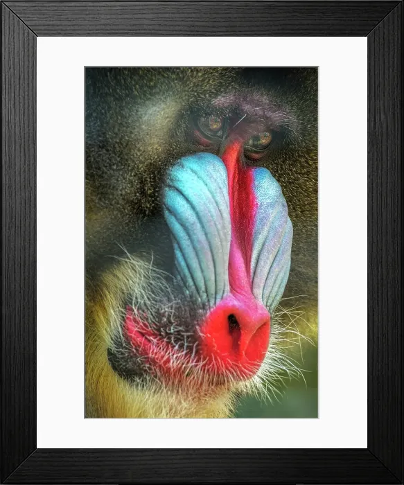 Framed Print : Mandrill (Mandrillus sphinx) - captive, Ontario, Canada