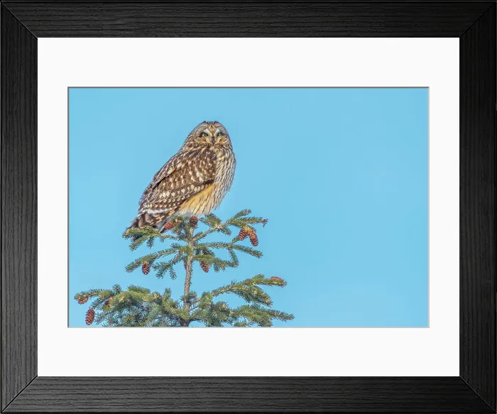Framed Print : Short-eared Owl (Asio flammeus), Toronto, Ontario, Canada Framed Print : Short-eared Owl (Asio flammeus), Toronto, Ontario, Canada