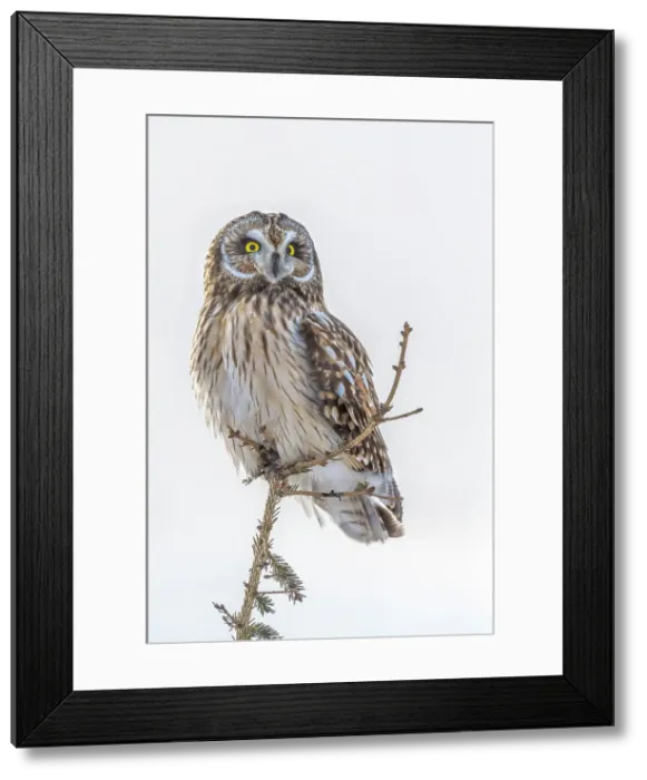 Framed Print : Short-eared Owl (Asio flammeus), Toronto, Ontario, Canada Framed Print : Short-eared Owl (Asio flammeus), Toronto, Ontario, Canada