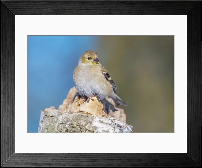 Framed Print : American Goldfinch (Spinus tristis), Ontario, Canada Framed Print : American Goldfinch (Spinus tristis), Ontario, Canada