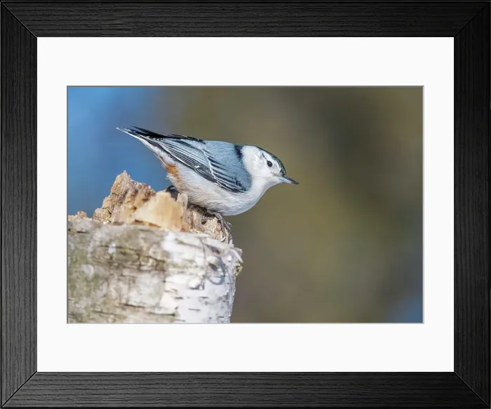 Framed Print : White-breasted Nuthatch (Sitta carolinensis), Ontario, Canada Framed Print : White-breasted Nuthatch (Sitta carolinensis), Ontario, Canada