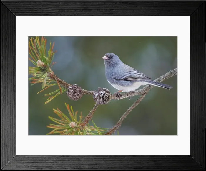 Framed Print : Dark-eyed Junco (Junco hyemalis), Ontario, Canada Framed Print : Dark-eyed Junco (Junco hyemalis), Ontario, Canada