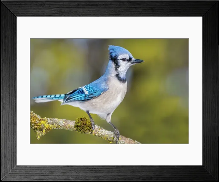 Framed Print : Blue Jay (Cyanocitta cristata), Ontario, Canada Framed Print : Blue Jay (Cyanocitta cristata), Ontario, Canada