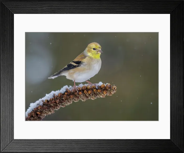 Framed Print : American Goldfinch (Spinus tristis) in winter plumage, Ontario, Canada Framed Print : American Goldfinch (Spinus tristis) in winter plumage, Ontario, Canada