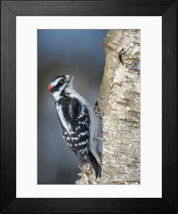 Framed Print : Male Downy Woodpecker (Picoides pubescens), Thornton, Ontario, Canada Framed Print : Male Downy Woodpecker (Picoides pubescens), Thornton, Ontario, Canada
