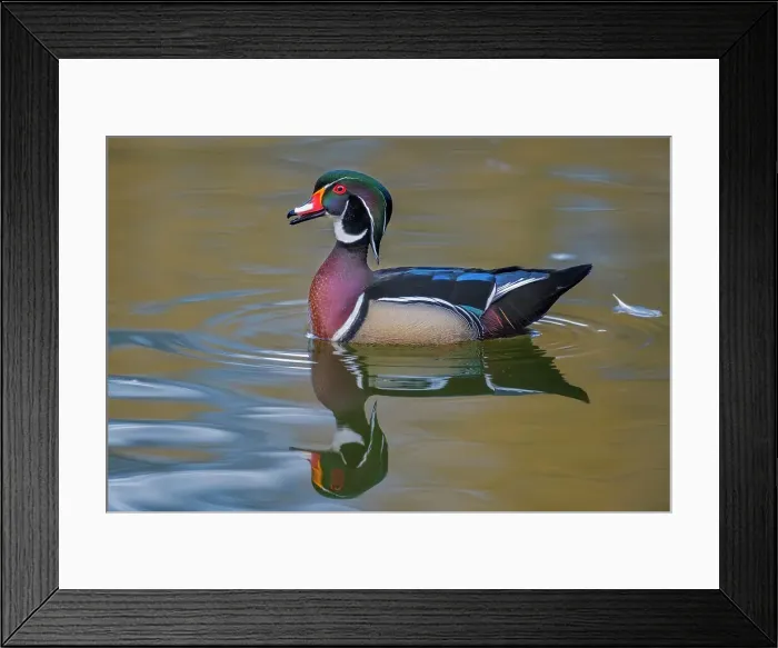 Framed Print : Wood Duck (Aix sponsa) drake, Totonto, Ontario, Canada Framed Print : Wood Duck (Aix sponsa) drake, Totonto, Ontario, Canada