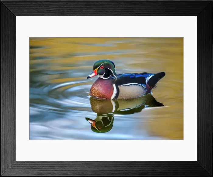 Framed Print : Wood Duck (Aix sponsa) drake, Toronto, Ontario, Canada Framed Print : Wood Duck (Aix sponsa) drake, Toronto, Ontario, Canada