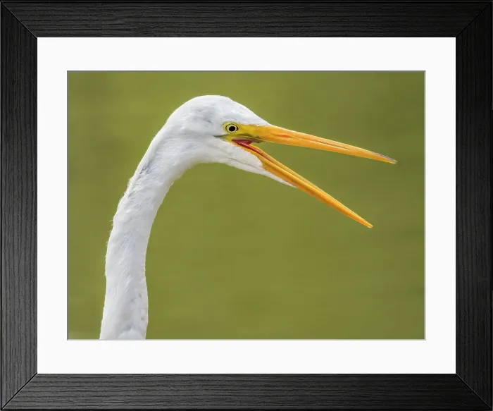Framed Print : Great Egret (Ardea alba), High Park, Toronto, Ontario Framed Print : Great Egret (Ardea alba), High Park, Toronto, Ontario
