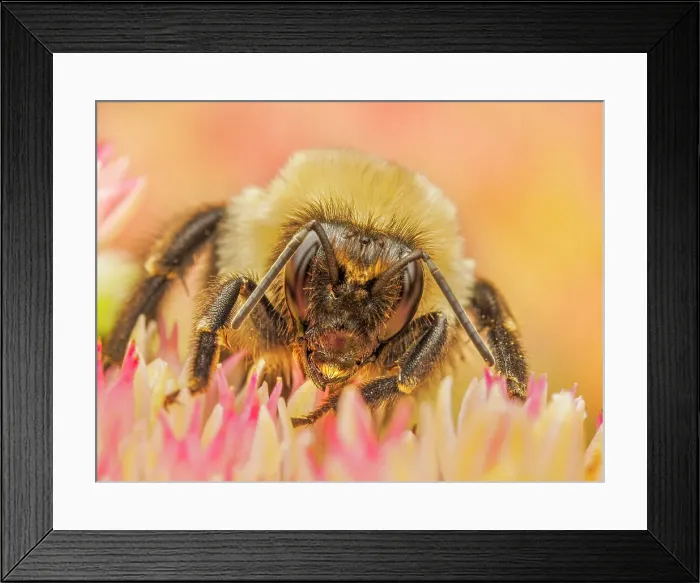 Framed Print : Common Eastern Bumble Bee (Bombus impatiens), Thornton, Ontario, Canada Framed Print : Common Eastern Bumble Bee (Bombus impatiens), Thornton, Ontario, Canada