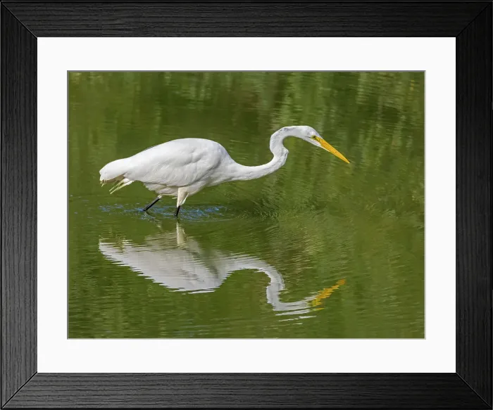 Framed Print : Great Egret (Ardea alba), High Park, Toronto, Ontario, Canada