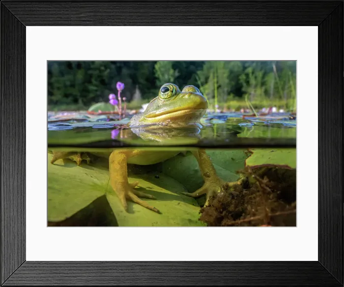 Framed Print : Bullfrog (Lithobates catesbeiana) in wetland on Horseshoe Lake, Parry Sound, Ontario, Canada Framed Print : Bullfrog (Lithobates catesbeiana) in wetland on Horseshoe Lake, Parry Sound, Ontario, Canada