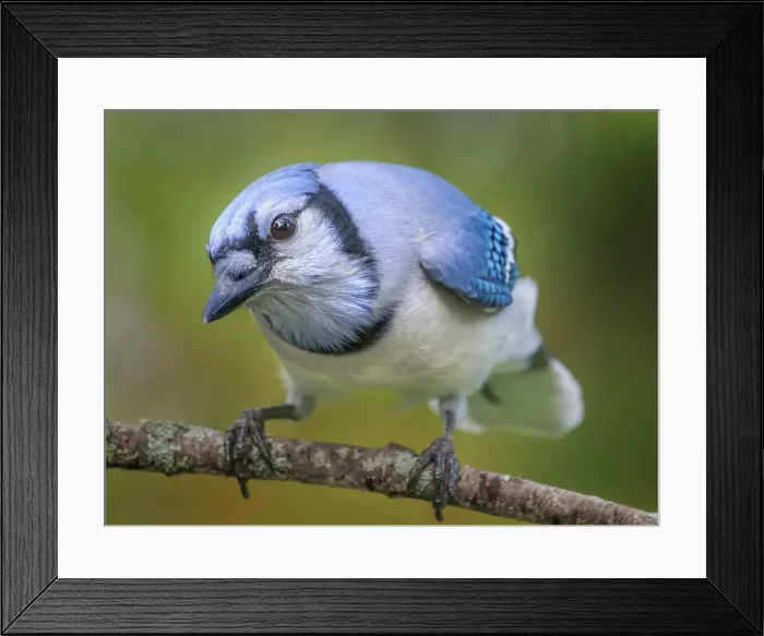 Framed Print : Blue Jay (Cyanocitta cristata), Thornton, Ontario, Canada Framed Print : Blue Jay (Cyanocitta cristata), Thornton, Ontario, Canada