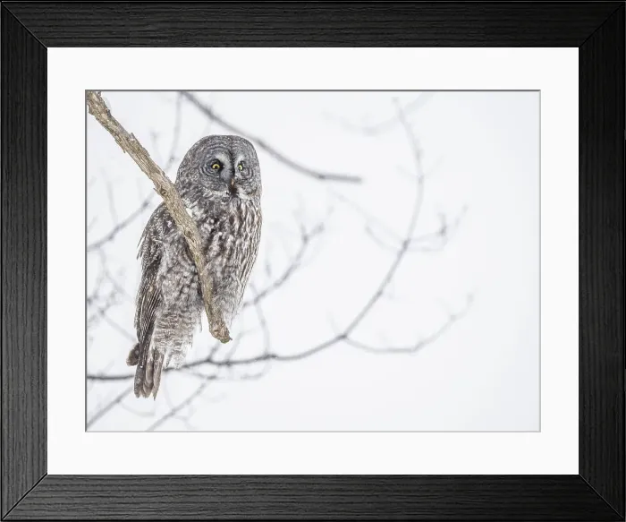 Framed Print : Great Grey Owl, (Strix nebulosa), Ontario, Canada Framed Print : Great Grey Owl, (Strix nebulosa), Ontario, Canada