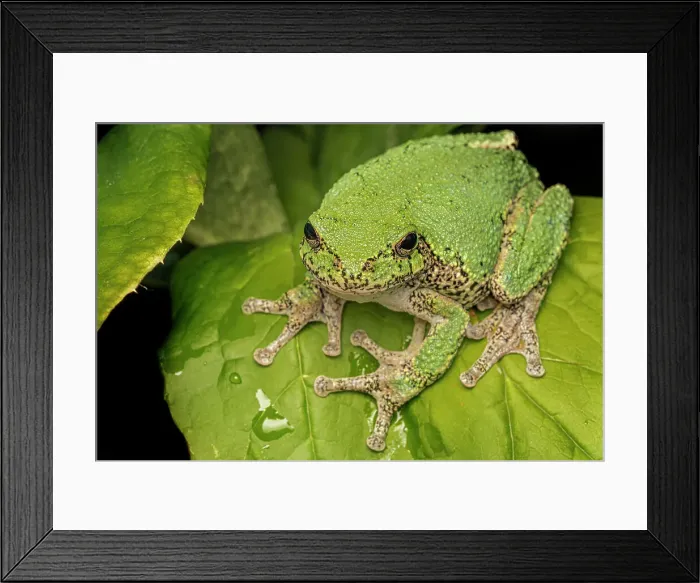 Framed Print : Gray Tree Frog (Dryophytes versicolor), Thornton, Ontario, Canada Framed Print : Gray Tree Frog (Dryophytes versicolor), Thornton, Ontario, Canada