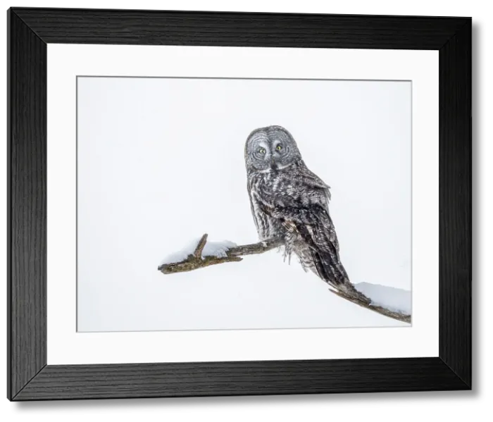 Framed Print : Great Grey Owl, (Strix nebulosa), Ontario, Canada Framed Print : Great Grey Owl, (Strix nebulosa), Ontario, Canada
