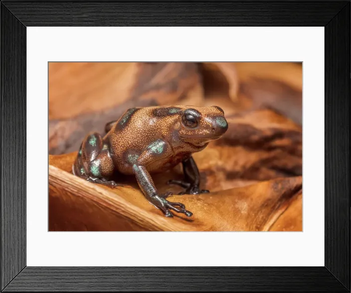 Framed Print : Dendrobates auratus campana - captive bred, Ontario, Canada Framed Print : Dendrobates auratus campana - captive bred, Ontario, Canada