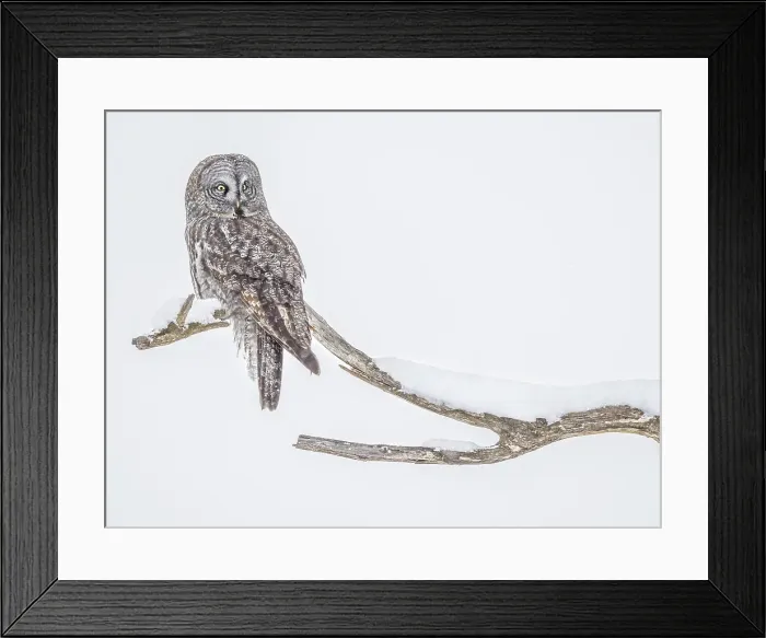 Framed Print : Great Grey Owl, (Strix nebulosa), Ontario, Canada Framed Print : Great Grey Owl, (Strix nebulosa), Ontario, Canada