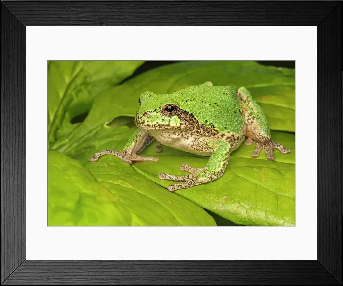 Framed Print : Gray Tree Frog (Dryophytes versicolor), Thornton, Ontario, Canada Framed Print : Gray Tree Frog (Dryophytes versicolor), Thornton, Ontario, Canada