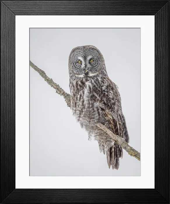 Framed Print : Great Grey Owl, (Strix nebulosa), Ontario, Canada Framed Print : Great Grey Owl, (Strix nebulosa), Ontario, Canada