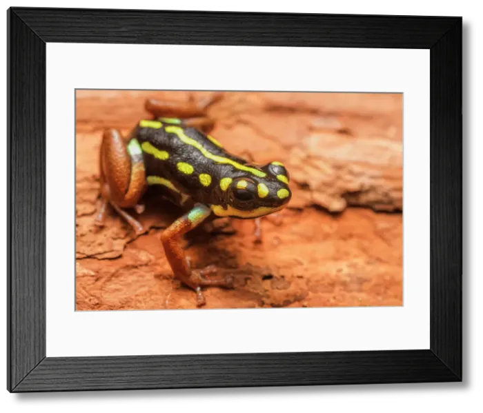 Framed Print : Ranitomeya flavovitatta - captive bred, Ontario, Canada Framed Print : Ranitomeya flavovitatta - captive bred, Ontario, Canada