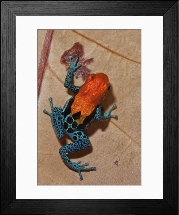Framed Print : Red-backed Poison Frog (Ranitomeya reticulata) - captive bred, Ontario, Canada Framed Print : Red-backed Poison Frog (Ranitomeya reticulata) - captive bred, Ontario, Canada