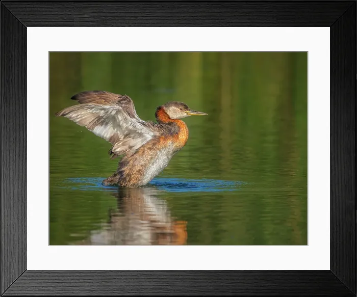 Framed Print : Red-necked Grebe (Podiceps grisegena) wing flap, Ontario, Canada