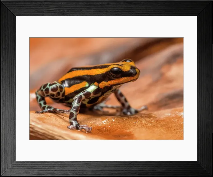 Framed Print : Ranitomeya sirensis - captive, Ontario, Canada Framed Print : Ranitomeya sirensis - captive, Ontario, Canada