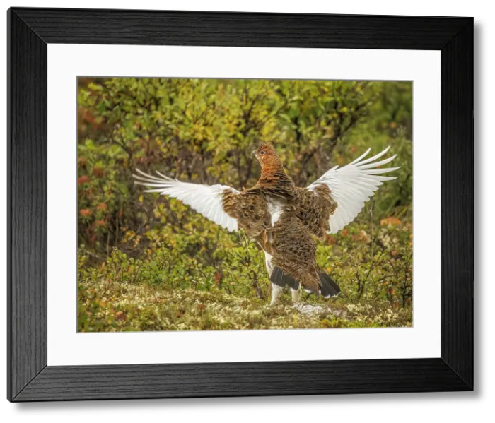 Framed Print : Willow Ptarmigan (Lagopus lagopus), Nunavik, Quebec, Canada