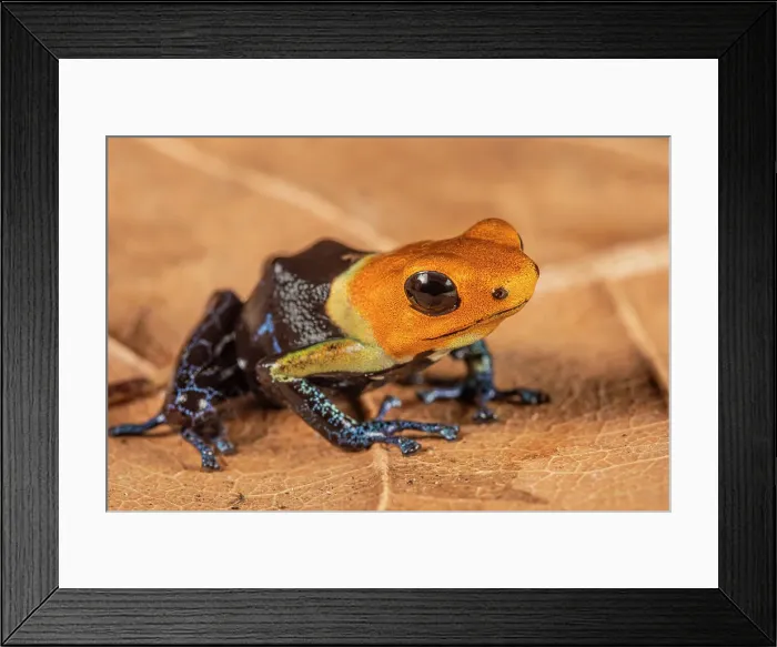 Framed Print : Ranitomeya fantastica - captive bred, Ontario, Canada Framed Print : Ranitomeya fantastica - captive bred, Ontario, Canada