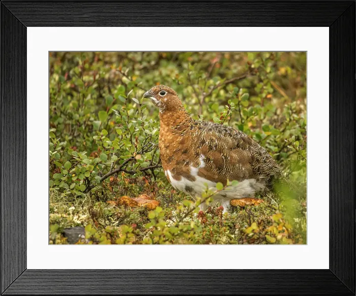 Framed Print : Willow Ptarmigan (Lagopus lagopus) on the tundra on the Ungava Peninsula in Nunavik, Quebec, Canada Framed Print : Willow Ptarmigan (Lagopus lagopus) on the tundra on the Ungava Peninsula in Nunavik, Quebec, Canada