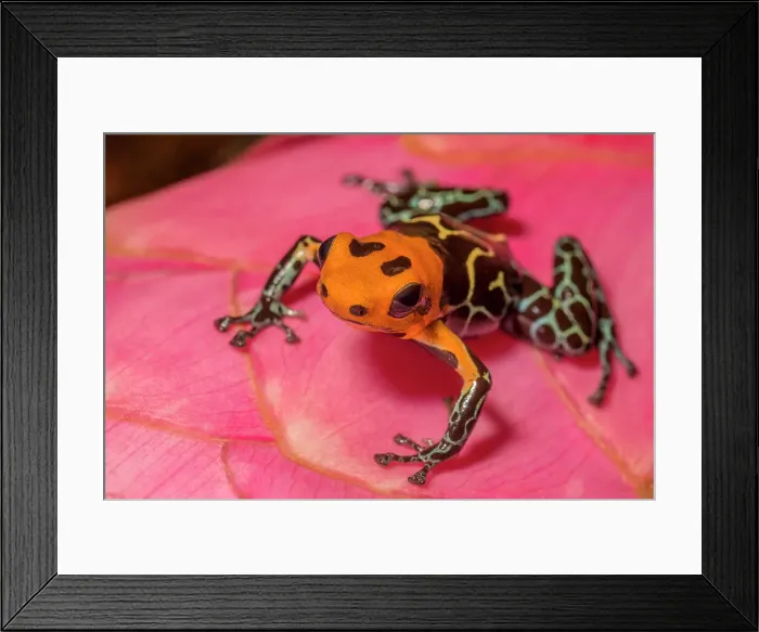 Framed Print : Ranitomeya fantastica - captive bred, Ontario, Canada Framed Print : Ranitomeya fantastica - captive bred, Ontario, Canada