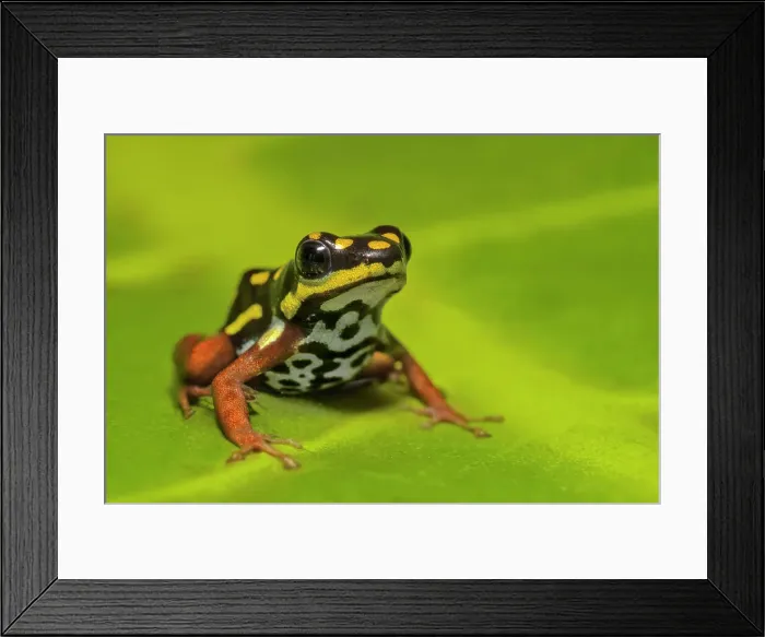 Framed Print : Ranitomeya flavovitatta - captive bred, Ontario, Canada Framed Print : Ranitomeya flavovitatta - captive bred, Ontario, Canada