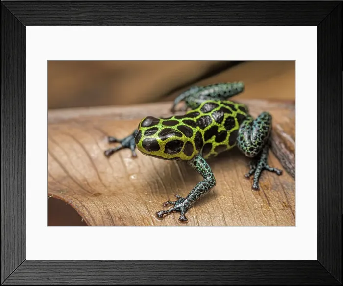 Framed Print : Ranitomeya imitator nominal - captive, Ontario, Canada Framed Print : Ranitomeya imitator nominal - captive, Ontario, Canada