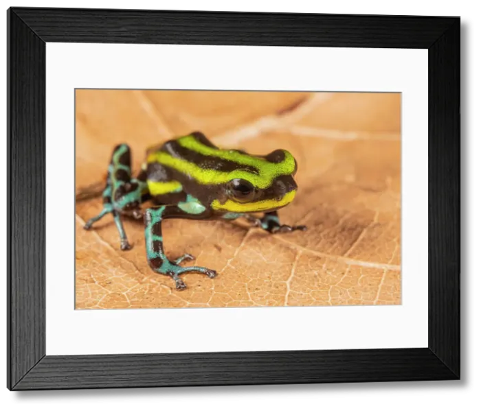 Framed Print : Ranitomeya serensis - captive, Ontario, Canada Framed Print : Ranitomeya serensis - captive, Ontario, Canada