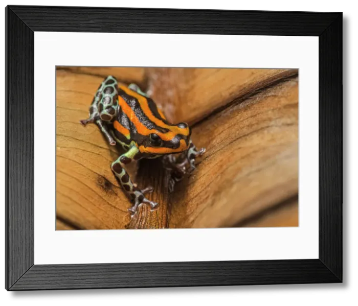 Framed Print : Ranitomeya sirensis - captive, Ontario, Canada Framed Print : Ranitomeya sirensis - captive, Ontario, Canada