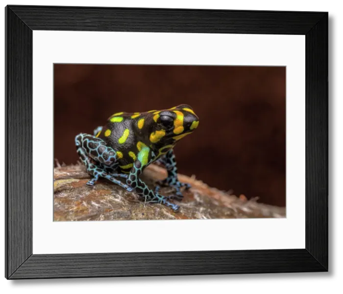 Framed Print : Ranitomeya vanzolinni - captive bred, Ontario, Canada Framed Print : Ranitomeya vanzolinni - captive bred, Ontario, Canada