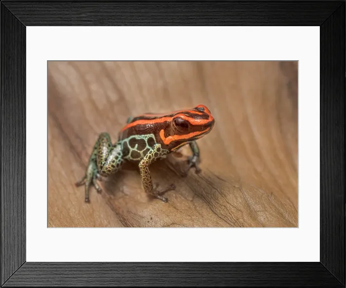 Framed Print : Ranitomeya ventrimacula - captive bred, Ontario, Canada Framed Print : Ranitomeya ventrimacula - captive bred, Ontario, Canada
