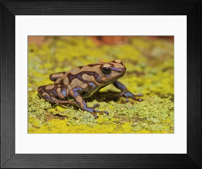Framed Print : Dendrobates auratus campana - captive bred, Ontario, Canada Framed Print : Dendrobates auratus campana - captive bred, Ontario, Canada