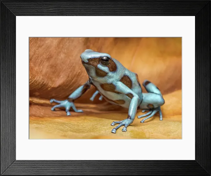 Framed Print : Dendrobates auratus el Cope - captive bred, Ontario, Canada Framed Print : Dendrobates auratus el Cope - captive bred, Ontario, Canada