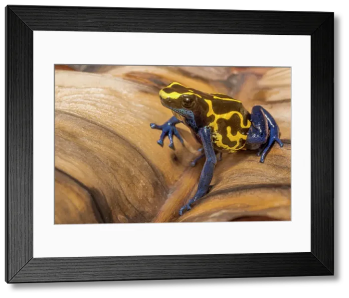 Framed Print : Denrobates tinctorius - capitve bred, Ontario, Canada Framed Print : Denrobates tinctorius - capitve bred, Ontario, Canada