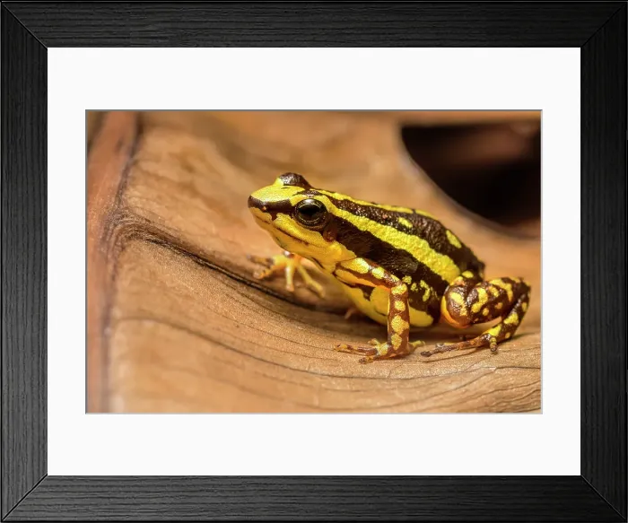 Framed Print : Phantasmal Poison Frog (Epipedobates tricolor) - captive bred, Ontario, Canada Framed Print : Phantasmal Poison Frog (Epipedobates tricolor) - captive bred, Ontario, Canada