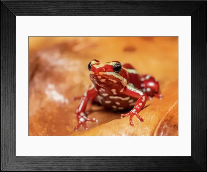 Framed Print : Epipedobates anthonyi - captive, Ontario, Canada Framed Print : Epipedobates anthonyi - captive, Ontario, Canada
