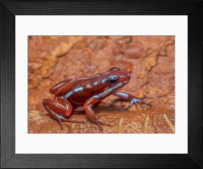 Framed Print : Epipedobates anthonyi - captive, Ontario, Canada Framed Print : Epipedobates anthonyi - captive, Ontario, Canada