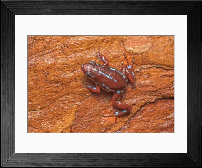 Framed Print : Epipedobates anthonyi - captive, Ontario, Canada Framed Print : Epipedobates anthonyi - captive, Ontario, Canada